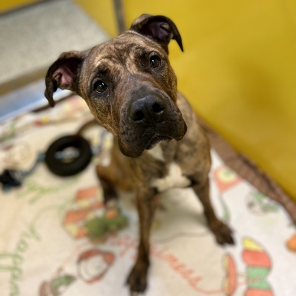 Bark at the Park - Great Plains SPCA