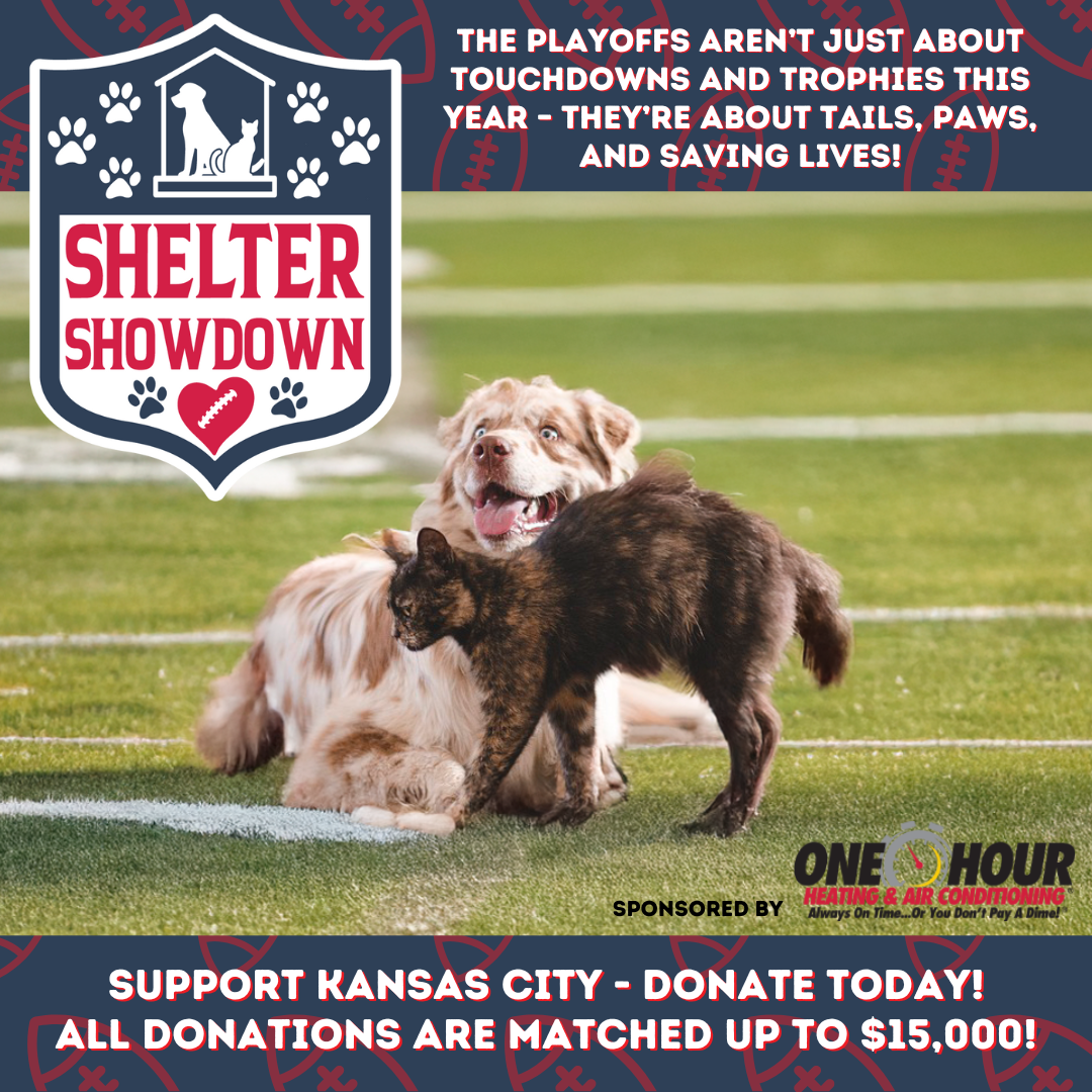 Shelter Showdown sponsored by One Hour Heating & Air Conditioning of Olathe