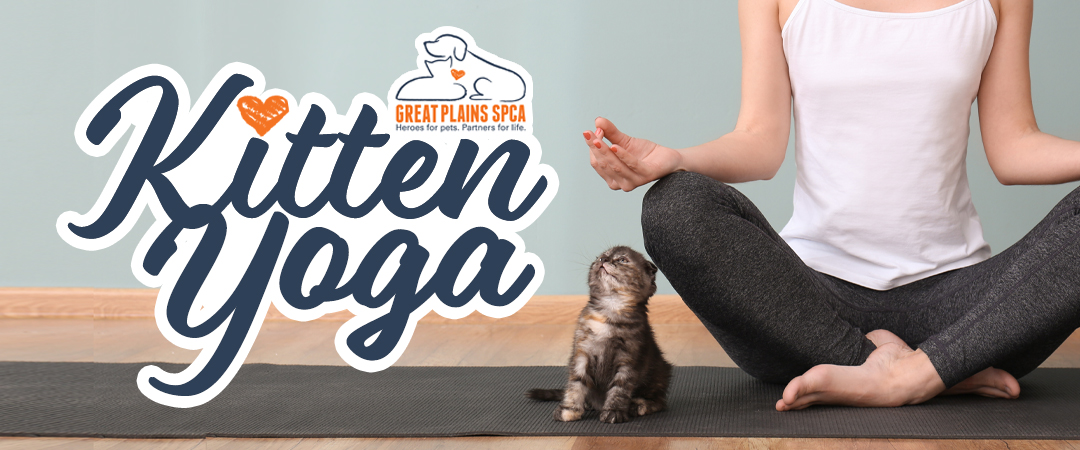 Kitten Yoga