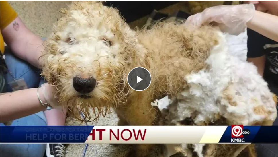 Neglected-Goldendoodle-puppy-rescued-by-Great-Plains-SPCA