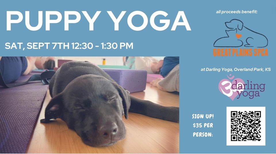 Puppy Yoga at Darling Yoga