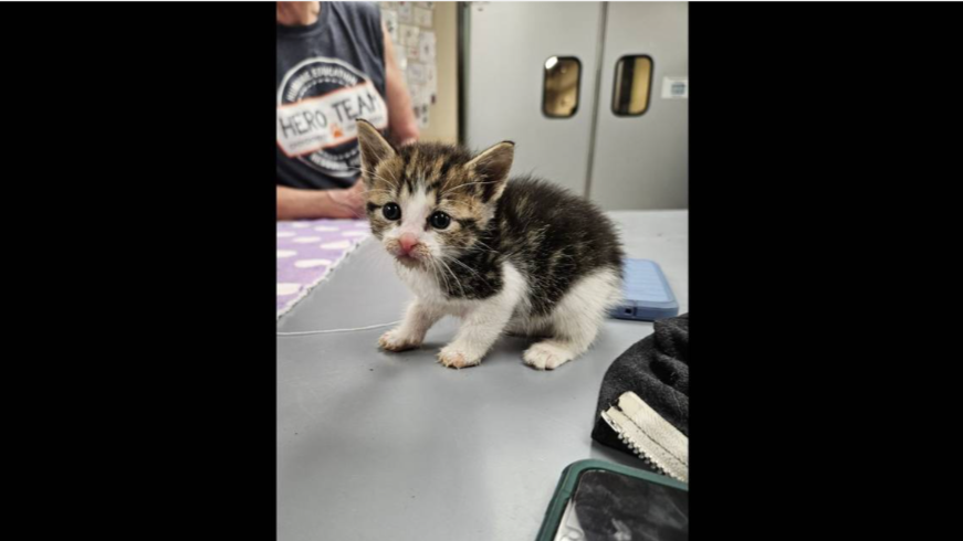 ‘Good Samaritan’ saves kittens from threat of harm with help of Kansas City animal shelter