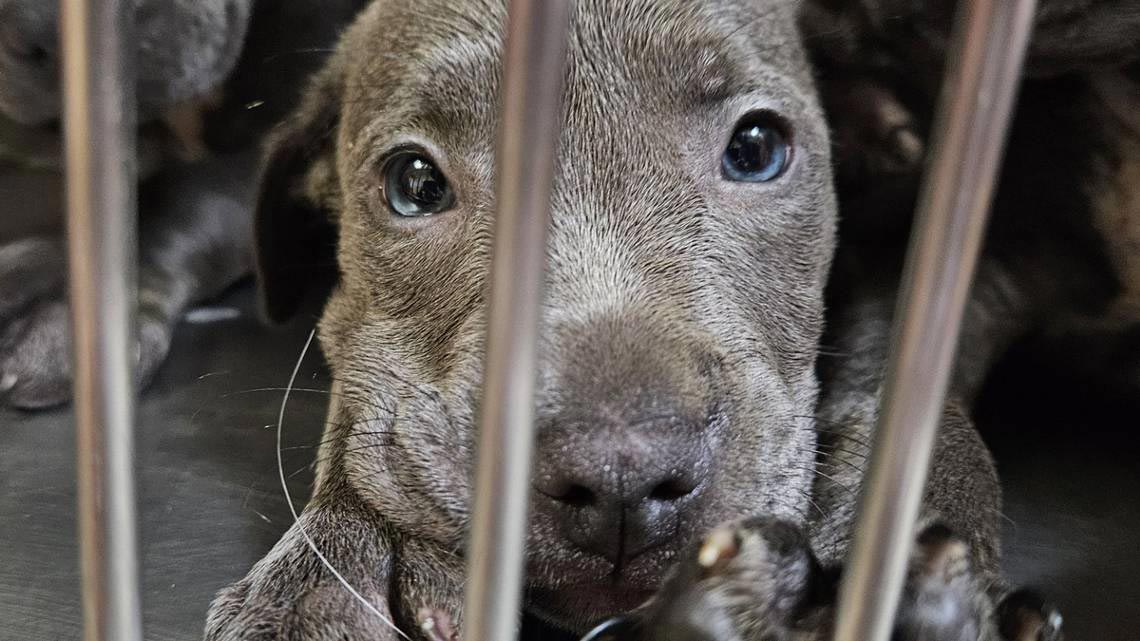 Kansas-City-Star---GPSPCA-puppies