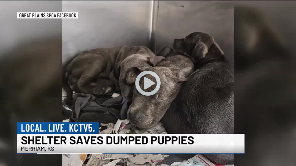 KCTV5 - Puppies dumped on KC road